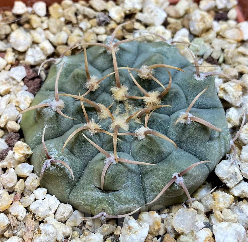 YAR25570 Gymnocalycium vatteri v. monospinum