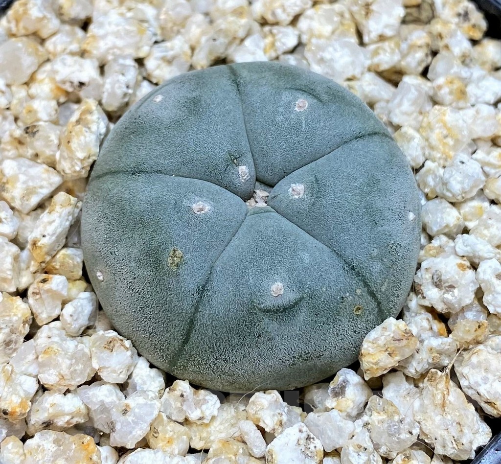 YAR25572 Anhalonium VZD020