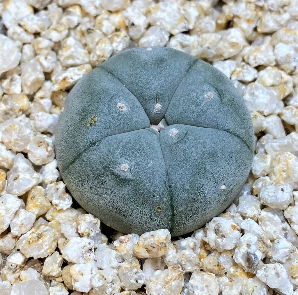 YAR25572 Anhalonium VZD020 - Image 2