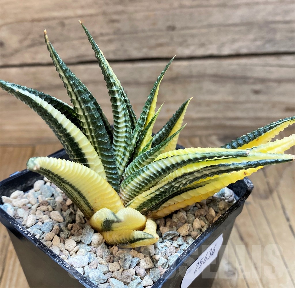 SH25636 Haworthia limifolia f. variegata - Image 2