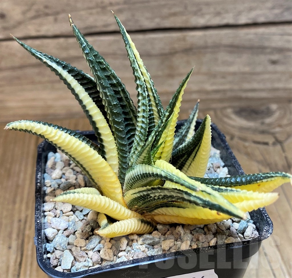 SH25636 Haworthia limifolia f. variegata