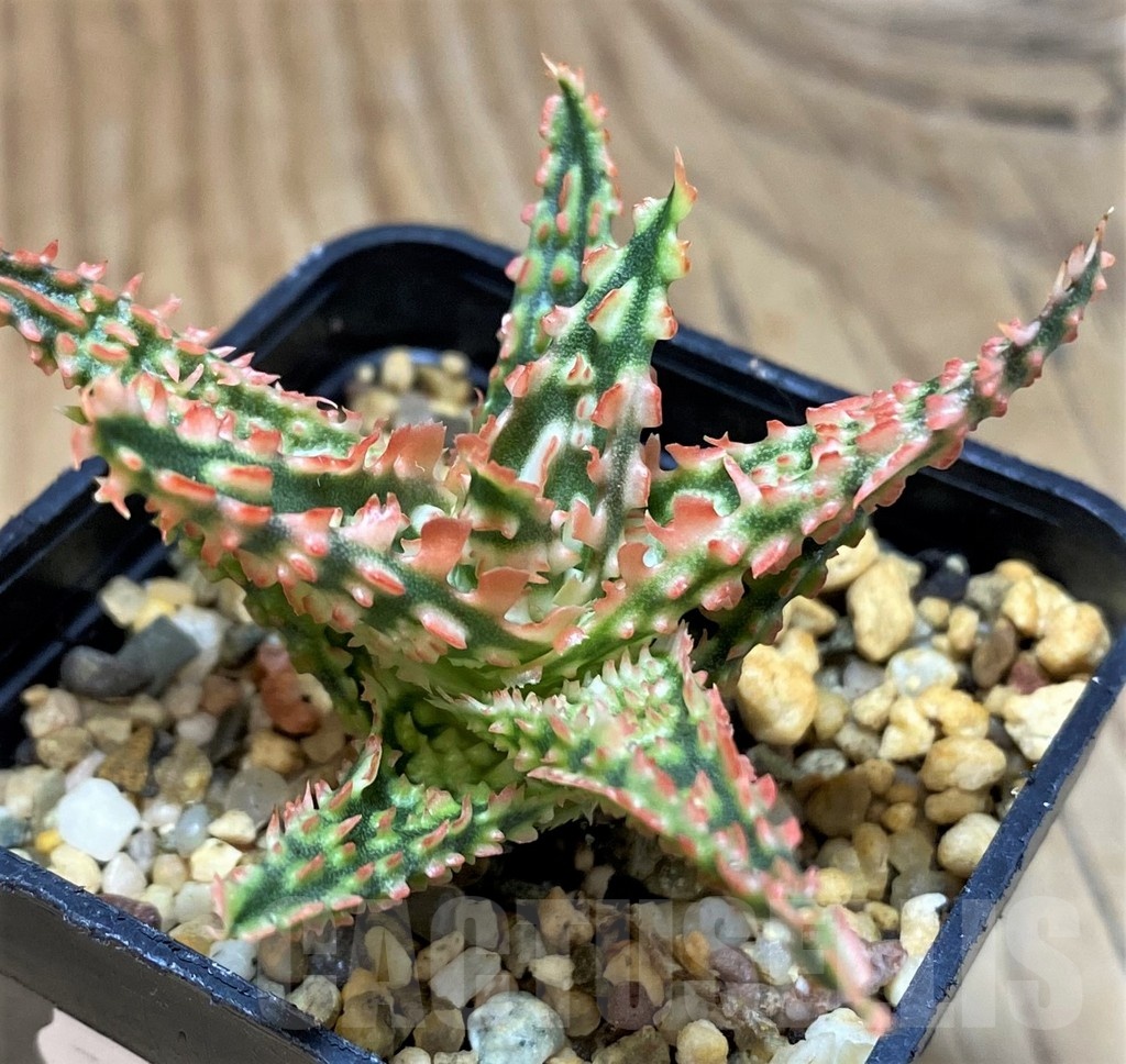 SH25605 Aloe TCT hybrid - Image 2