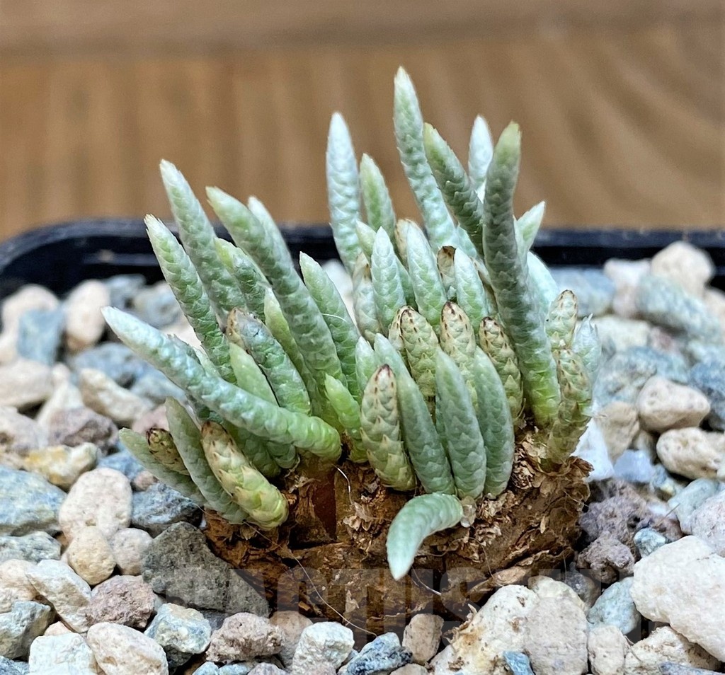 SH25640 Avonia alstonii