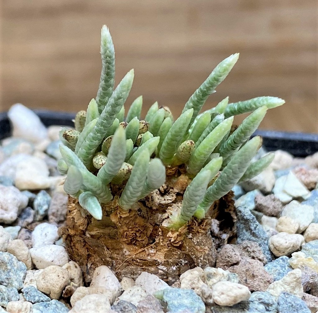 SH25640 Avonia alstonii - Image 2