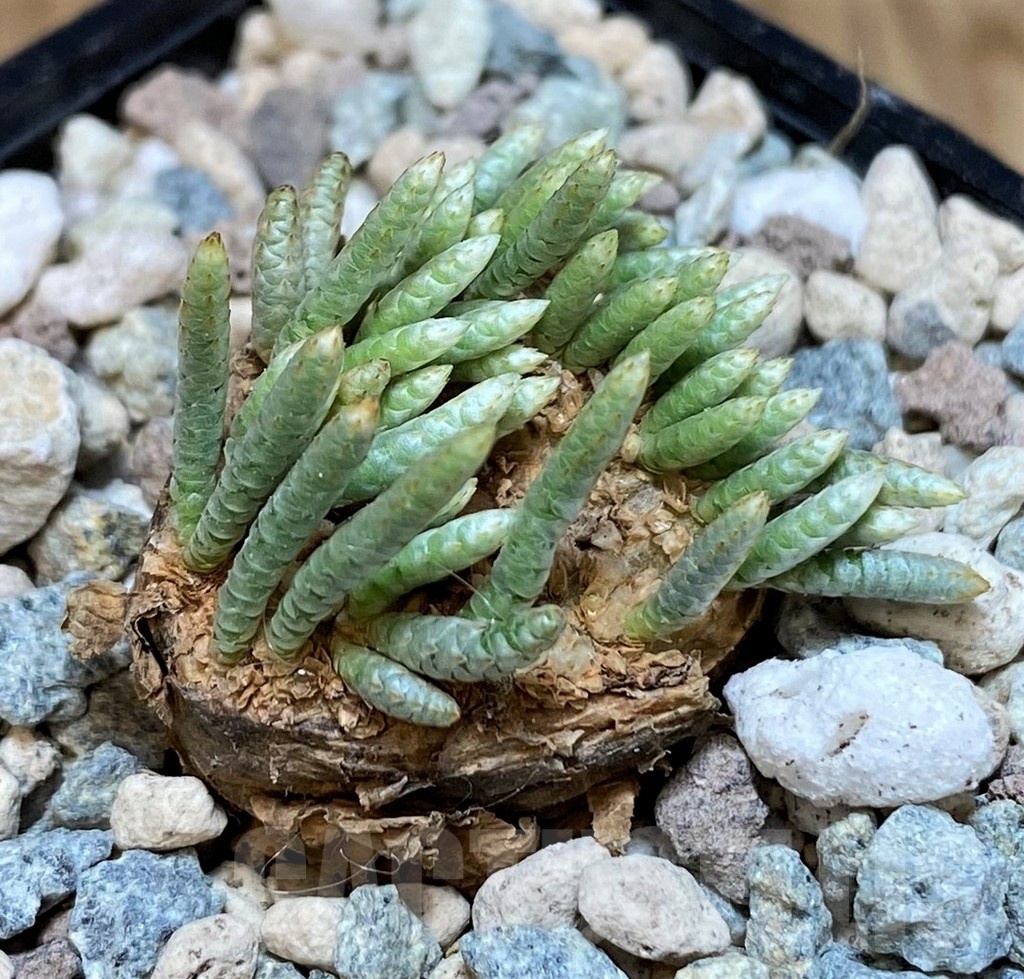 SH25641 Avonia alstonii