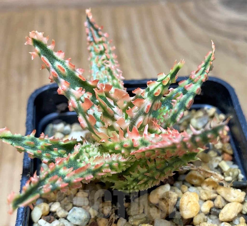 SH25605 Aloe TCT hybrid