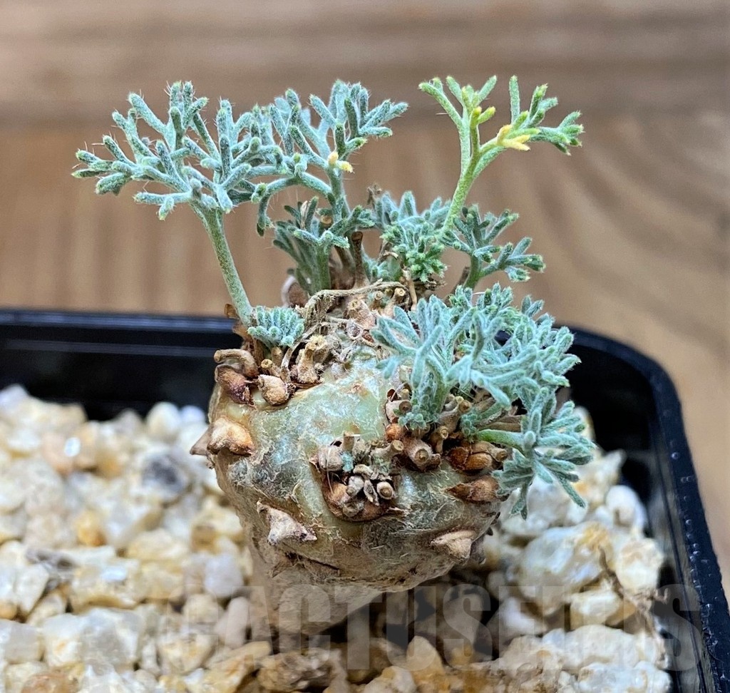 SH25643 Sarcocaulon peniculinum