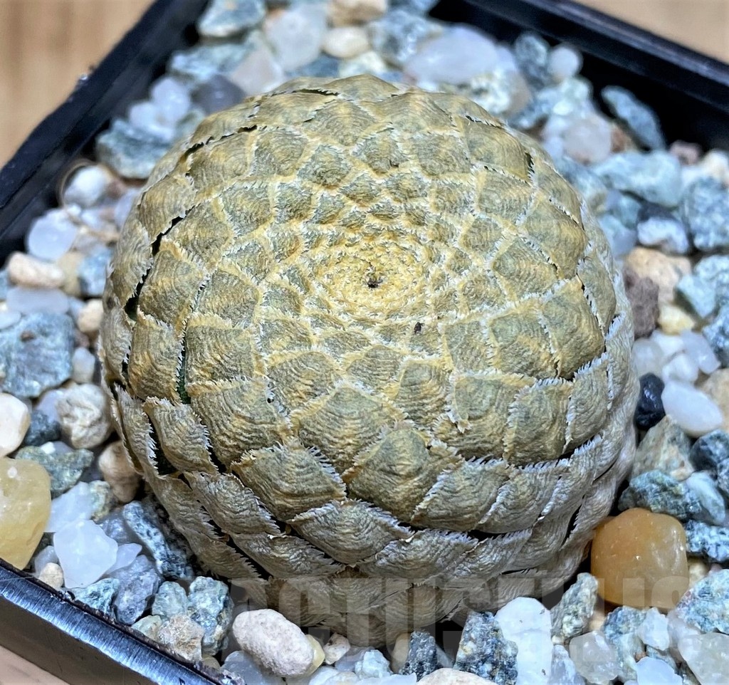 SH25644 Euphorbia piscidermis