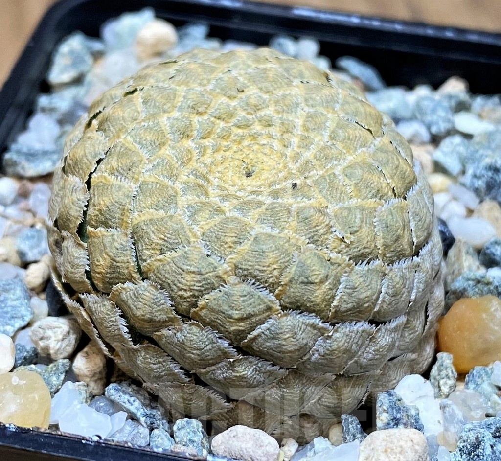 SH25644 Euphorbia piscidermis - Image 2