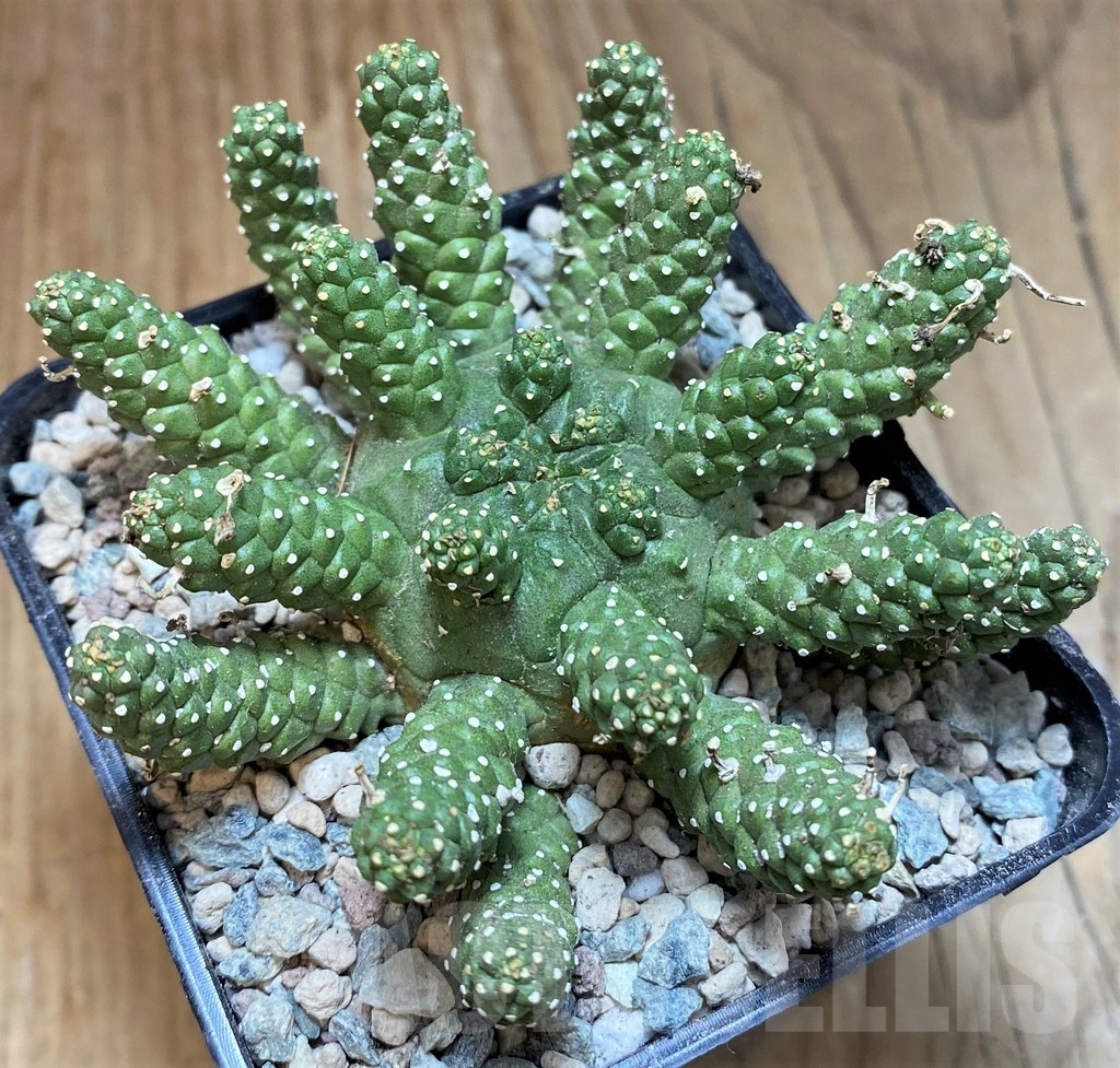 SH25646 Euphorbia atroviridis