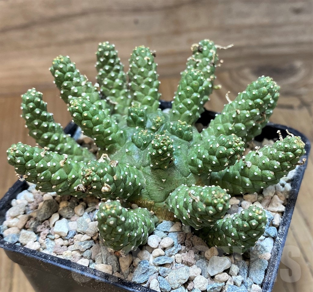 SH25646 Euphorbia atroviridis - Image 2