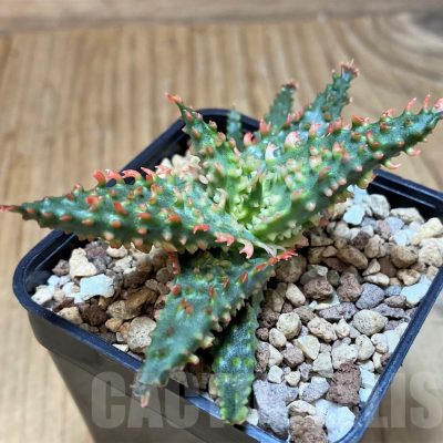 SH25606 Aloe TCT hybrid