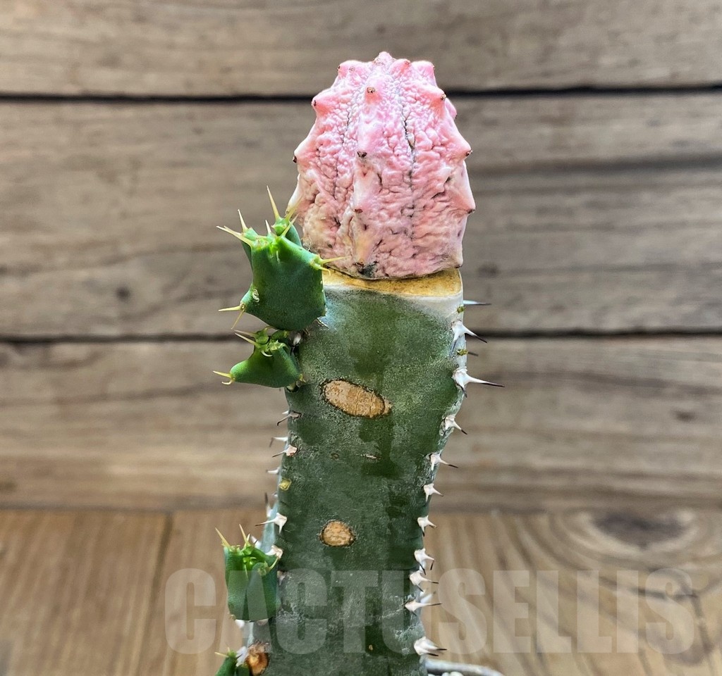 SH25650 Euphorbia abdelkuri 'Damask', grafted - Image 2