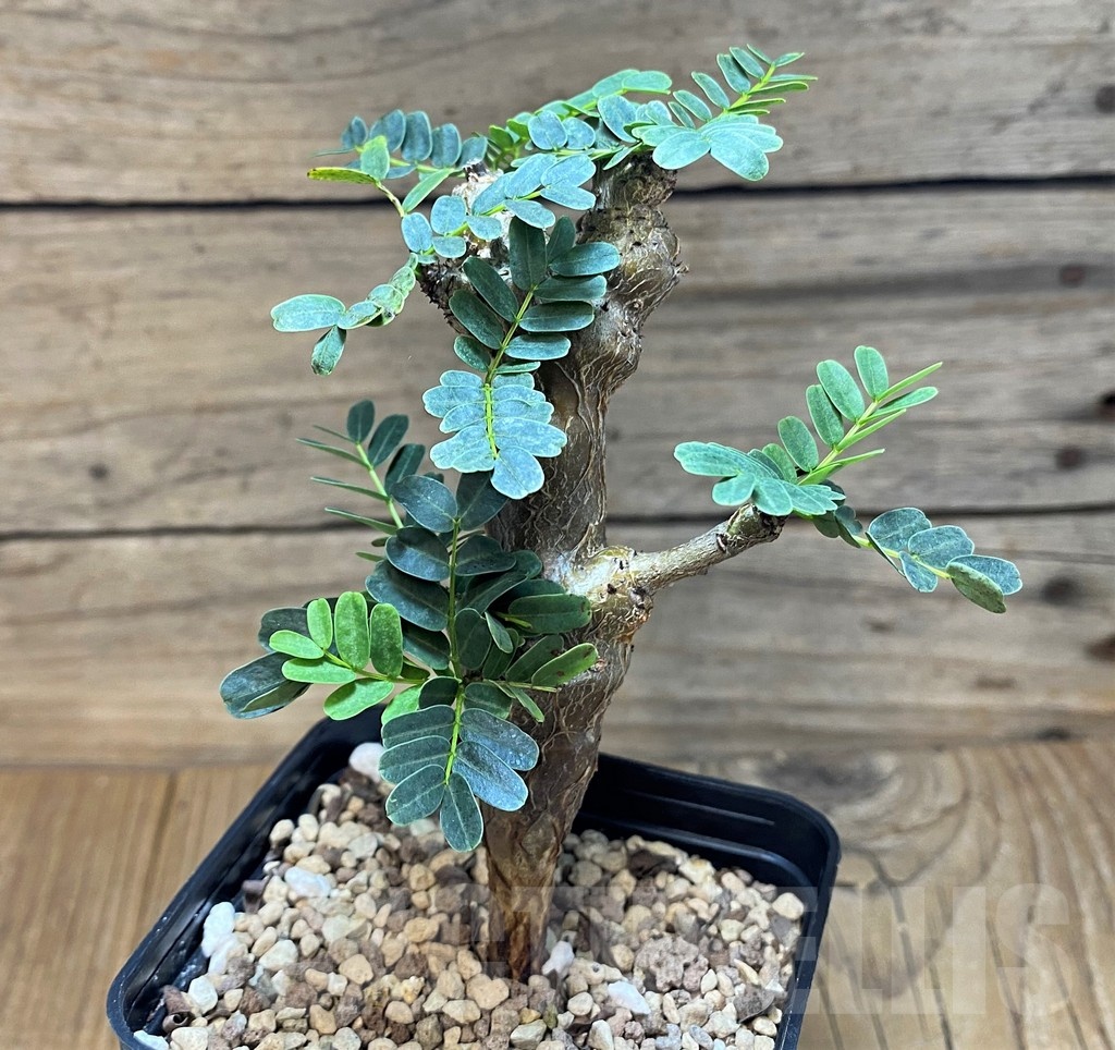 SH25654 Senna meridionalis