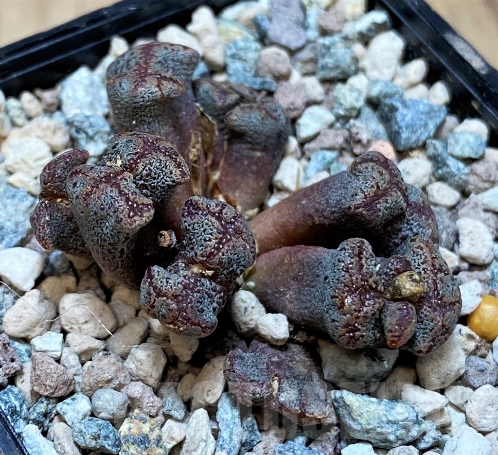 SH25657 Conophytum pellucidum