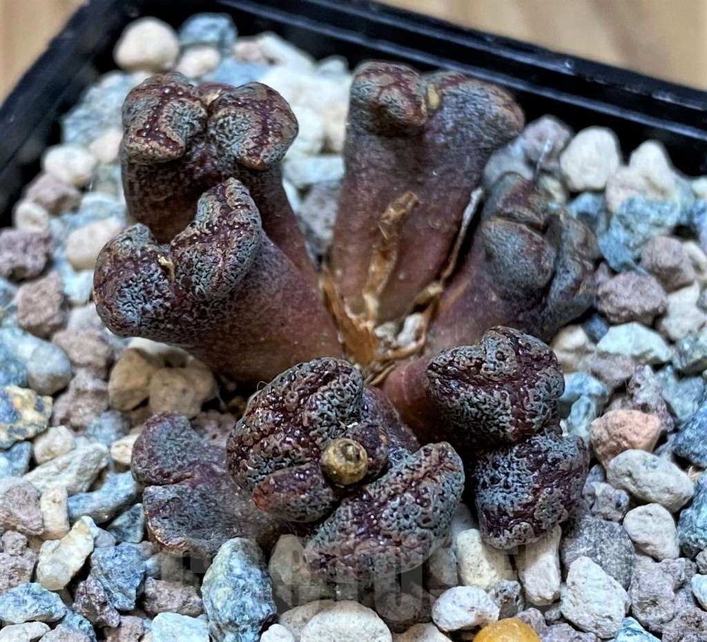 SH25657 Conophytum pellucidum - Image 2