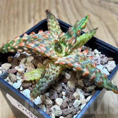 SH25607 Aloe TCT hybrid