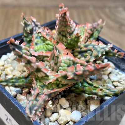 SH25608 Aloe TCT hybrid