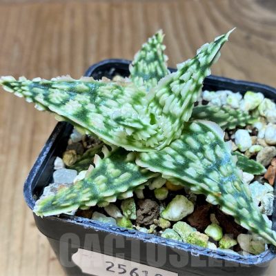 SH25610 Aloe TCT hybrid