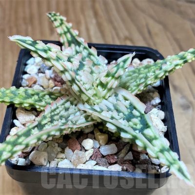 SH25611 Aloe TCT hybrid