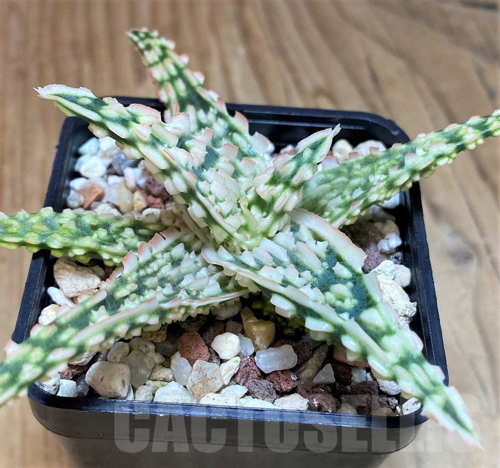SH25611 Aloe TCT hybrid