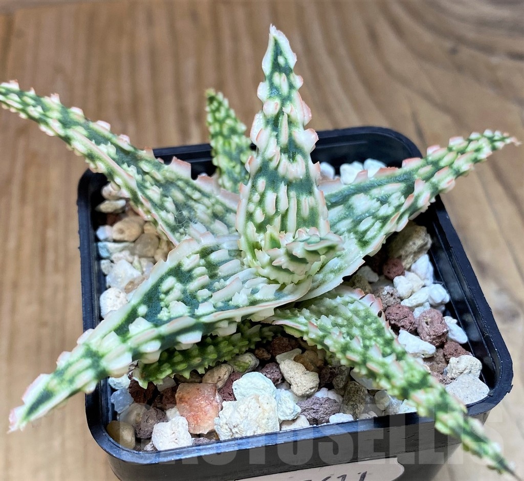 SH25611 Aloe TCT hybrid - Image 2