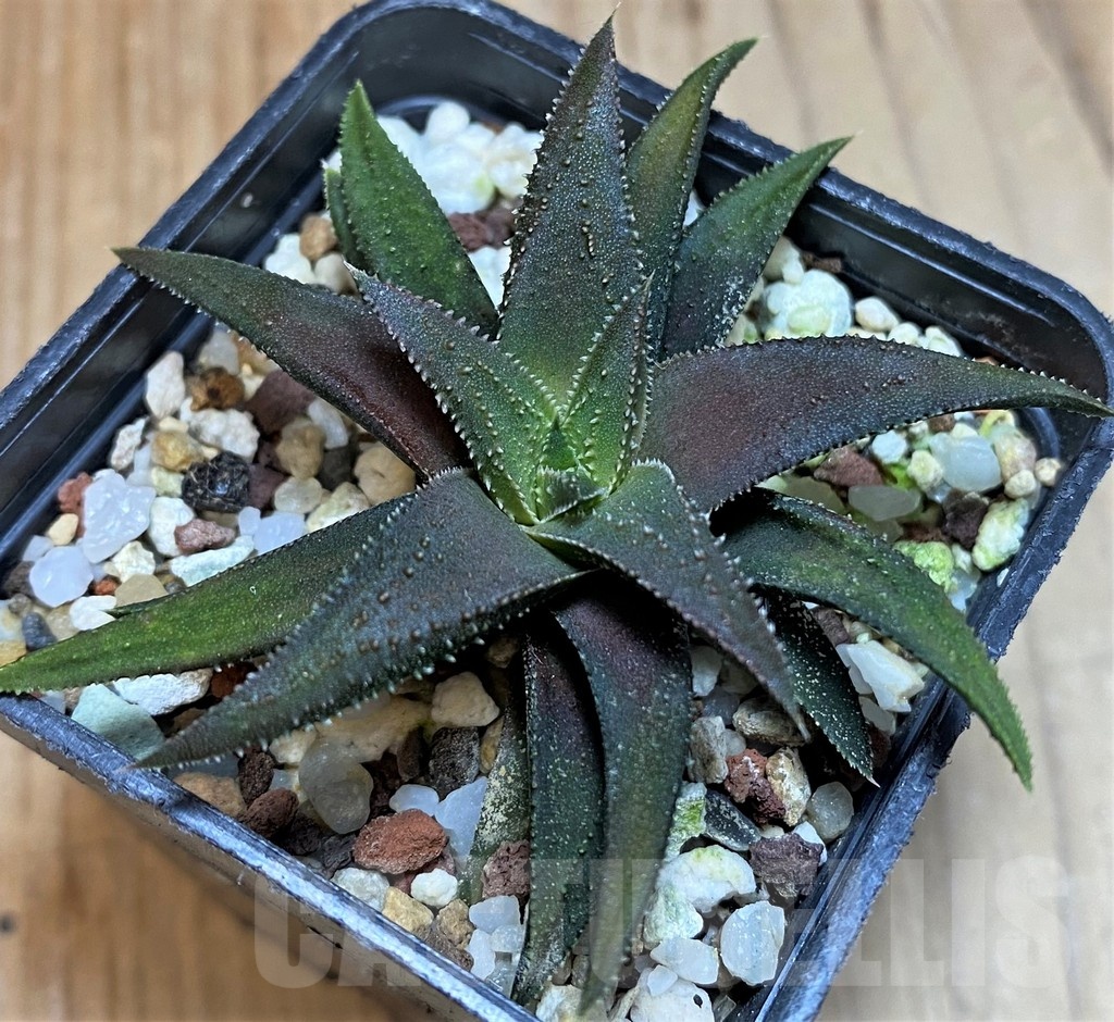 SH25614 Haworthia parxiana x attenuata - Image 2