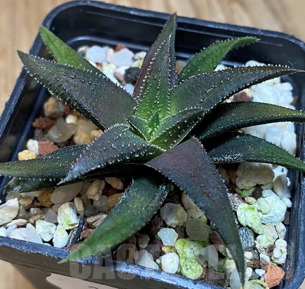 SH25614 Haworthia parxiana x attenuata