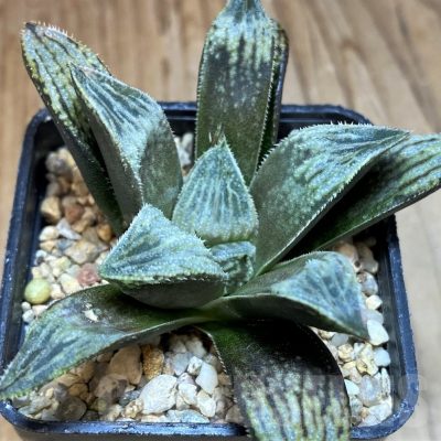 SH25615 Haworthia 'Ginsekai' hybrid
