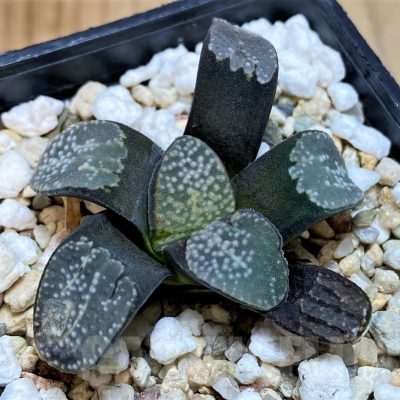 SH25617 Haworthia groenewaldii