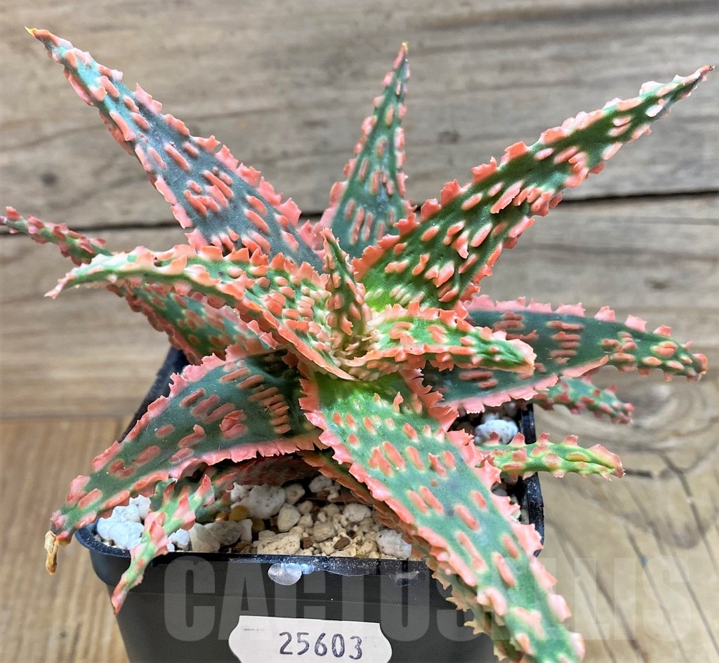 SH25603 Aloe TCT hybrid