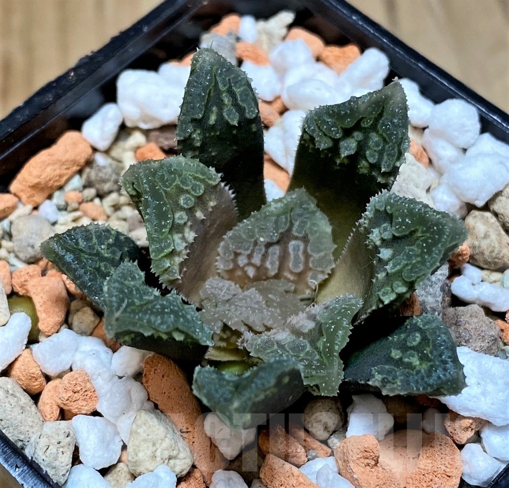SH25619 Haworthia ‘Gorbi’ hybrid F2 - Image 2