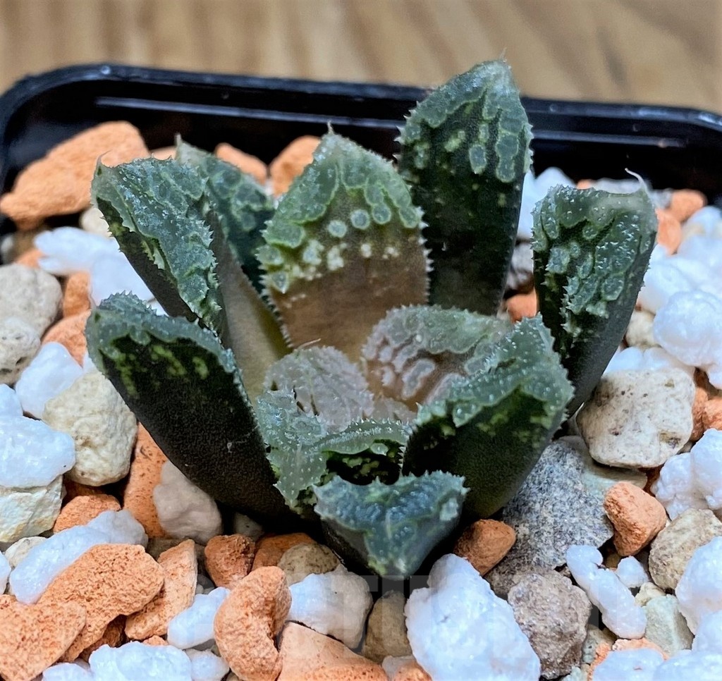 SH25619 Haworthia ‘Gorbi’ hybrid F2
