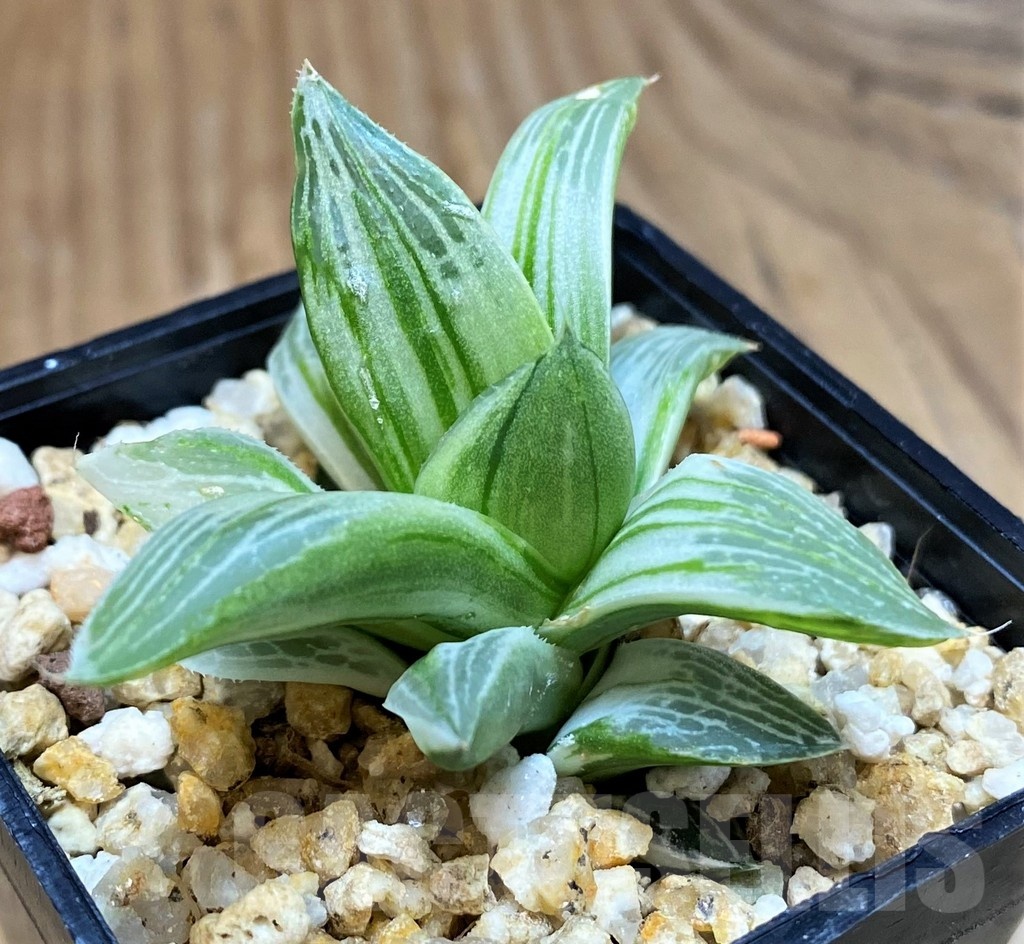 SH25620 Haworthia retusa 'Milky Way' - Image 2