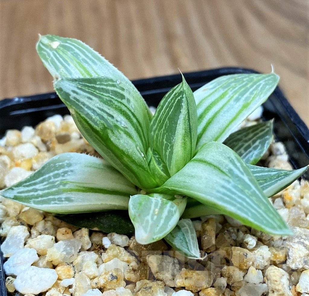 SH25620 Haworthia retusa 'Milky Way'