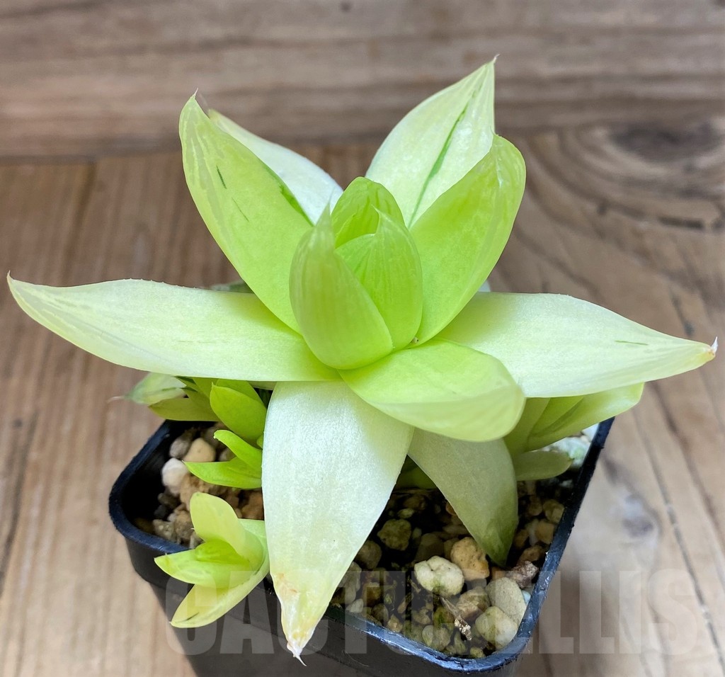 SH25621 Haworthia cymbiformis f. variegata - Image 2