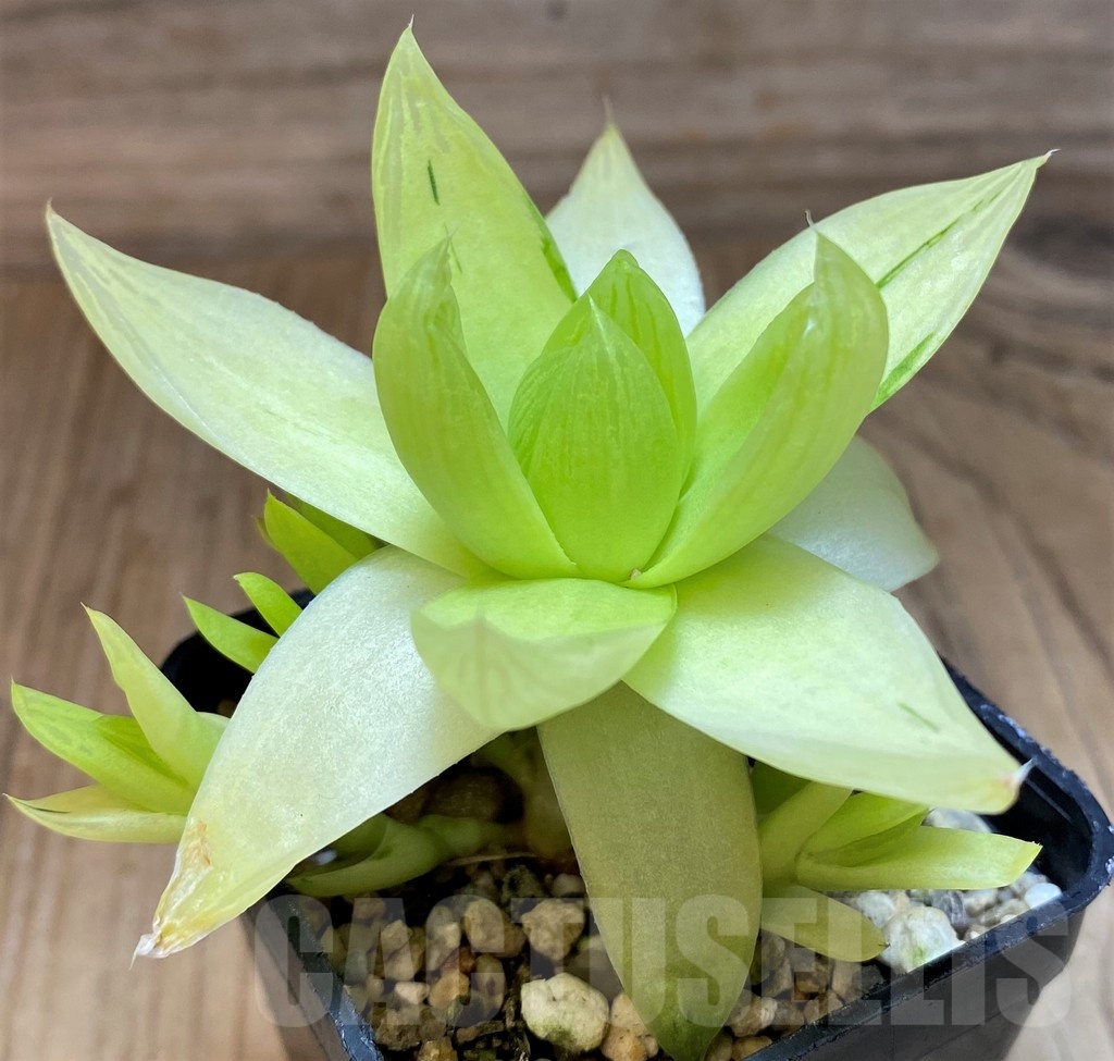 SH25621 Haworthia cymbiformis f. variegata