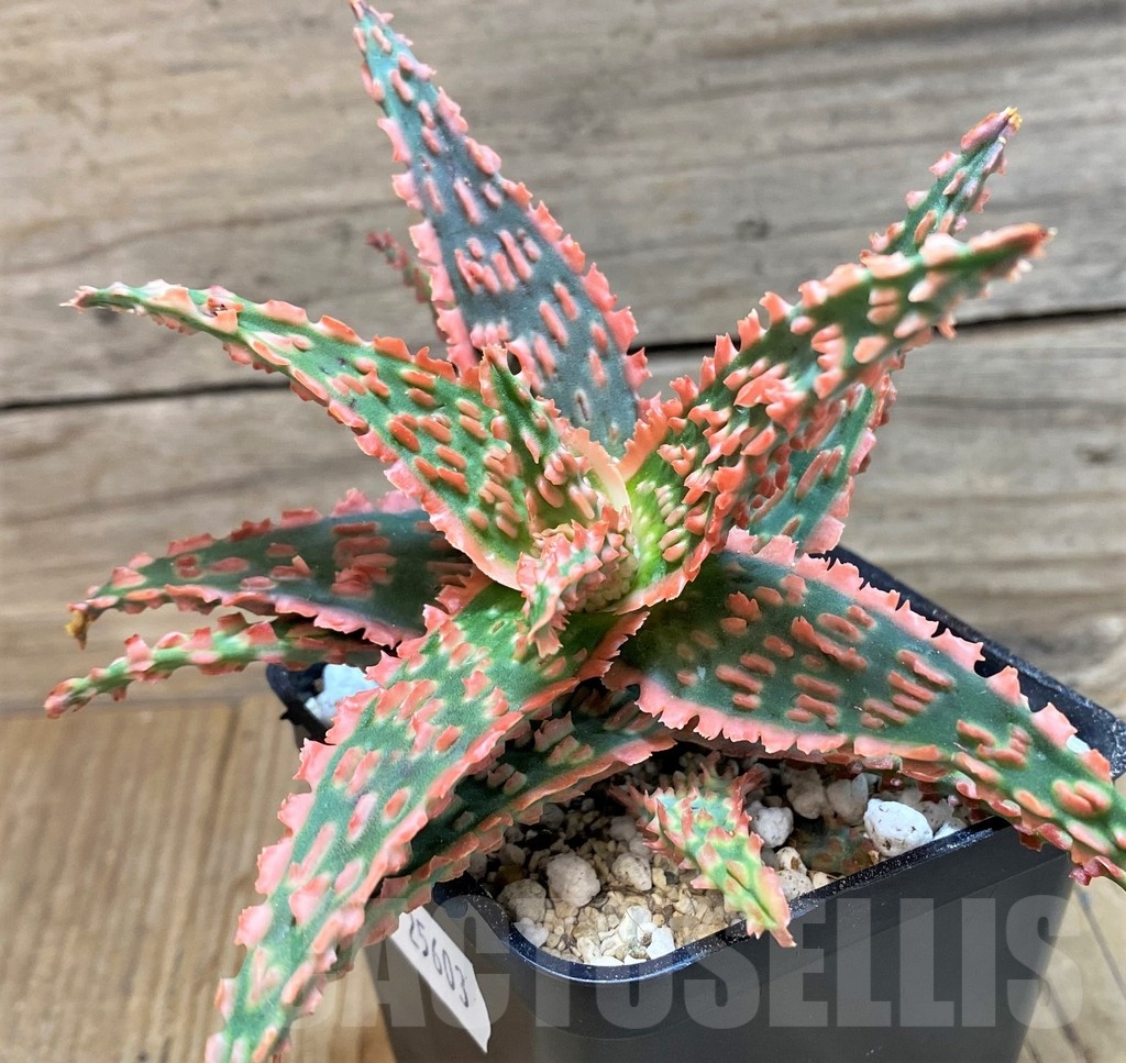 SH25603 Aloe TCT hybrid - Image 2