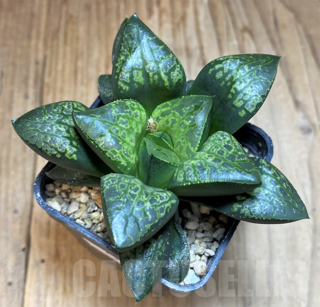 SH25622 Haworthia ‘Kamen Butokai’ - Image 2