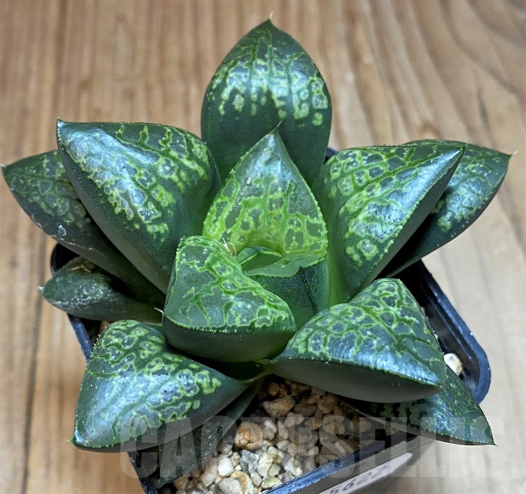 SH25622 Haworthia ‘Kamen Butokai’