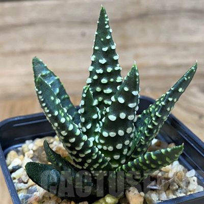 SH25623 Haworthia pumila