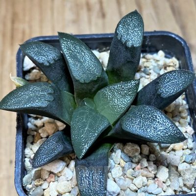 SH25625 Haworthia bayeri -Japan-