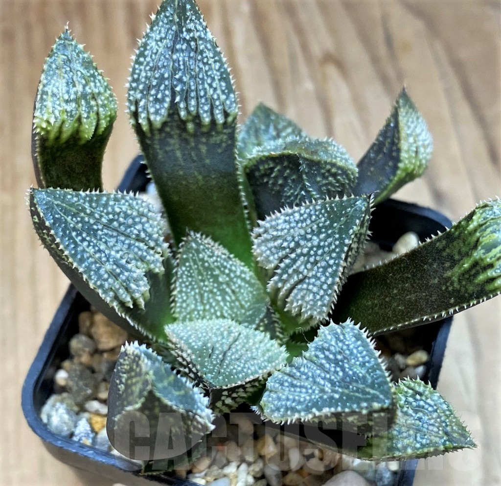 SH25627 Haworthia splendens hybrid