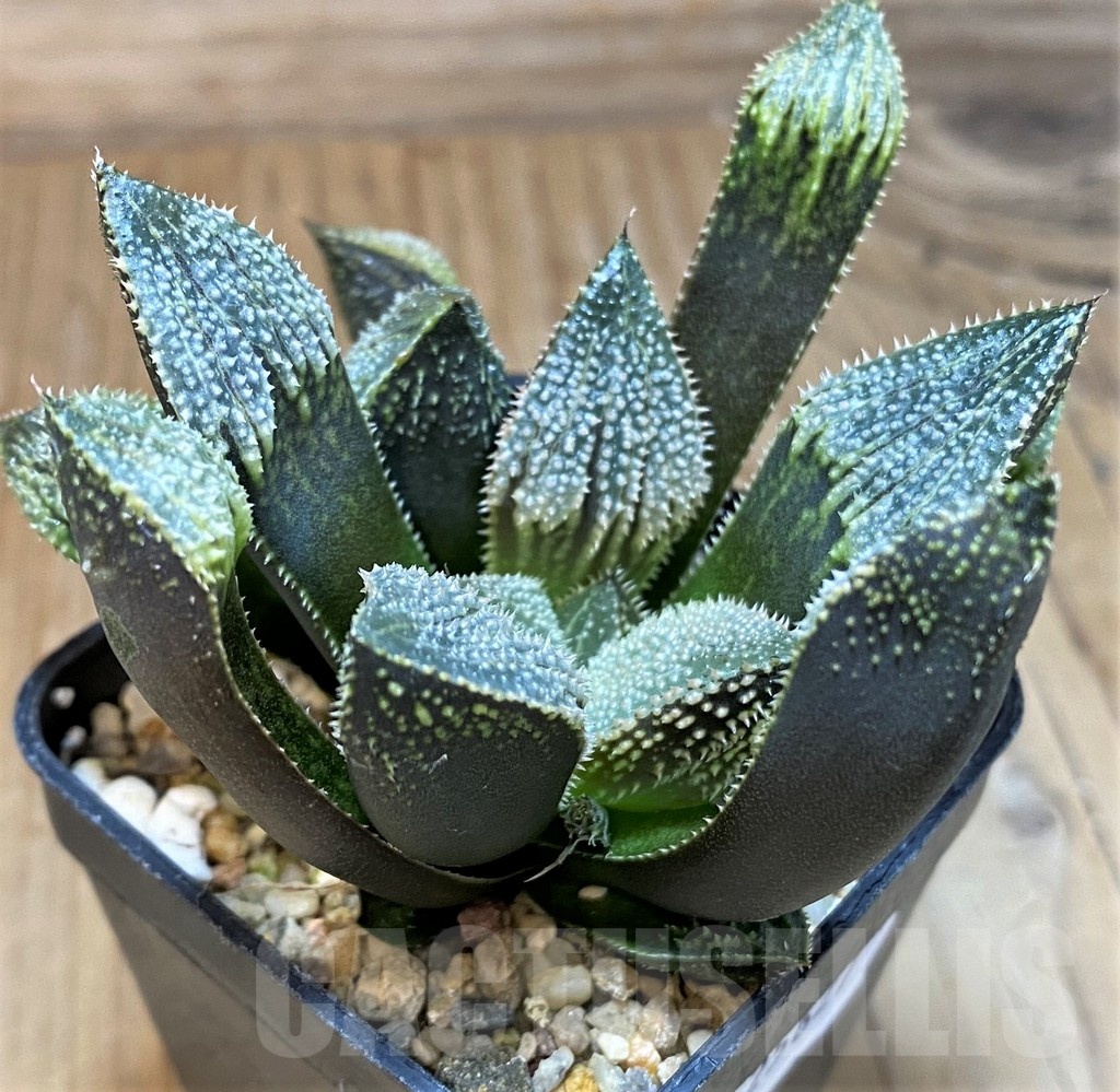 SH25627 Haworthia splendens hybrid - Image 2