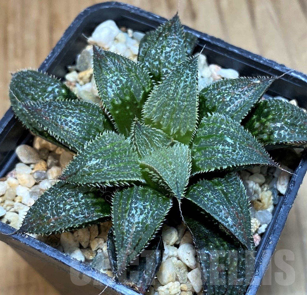 SH25628 Haworthia wimii hybrid -Japan-