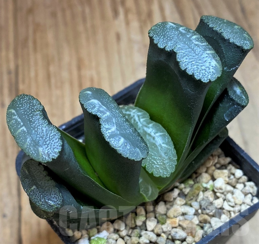 SH25629 Haworthia truncata -Japan-