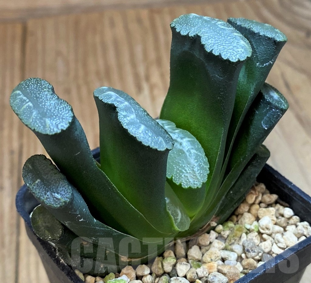 SH25629 Haworthia truncata -Japan- - Image 2