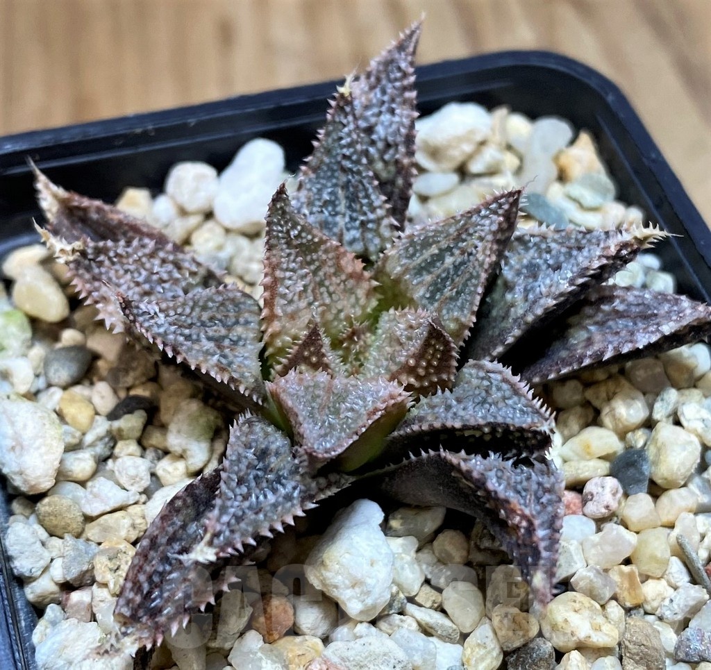 SH25631 Haworthia 'Hakuma' - Image 2