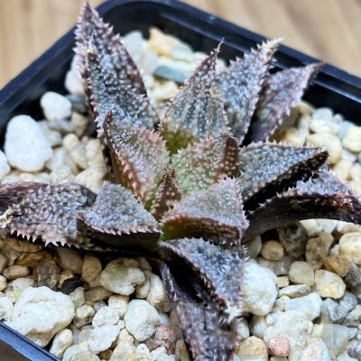 SH25631 Haworthia 'Hakuma'