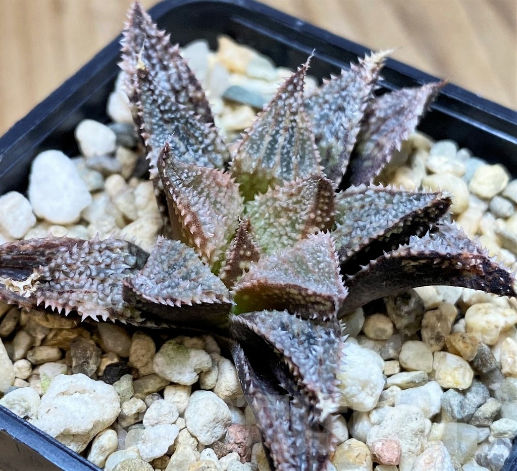 SH25631 Haworthia 'Hakuma'